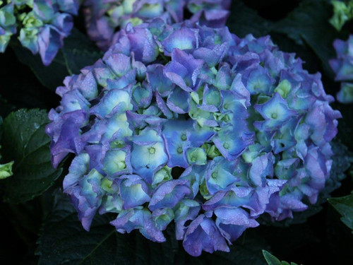 Hortensja ogrodowa (Hydrangea) Jip Blue c3 20-30cm 1