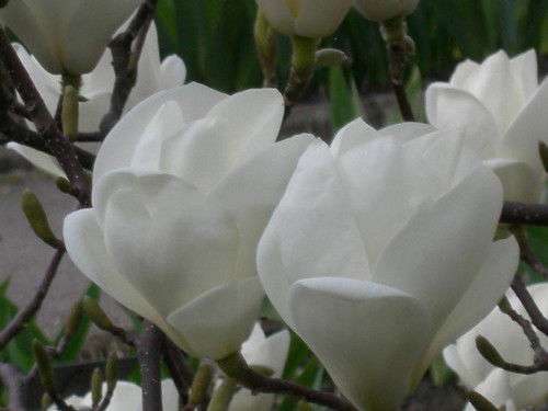 Magnolia pośrednia (Magnolia soulangeana) Lennei Alba c3 100-130cm  6