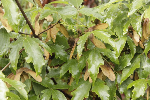 Klon strzępiastokory, cynamonowy (Acer griseum) c4 90-100cm  2