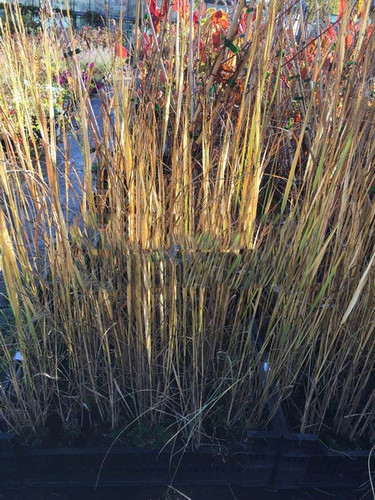 Proso rózgowate (Panicum virgatum) Northwind sadzonka