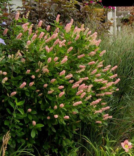 Orszelina olcholistna (Clethra alnifolia) Pink Spire sadzonka 7
