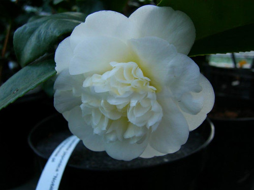 Kamelia japońska (Camellia japonica) Nobilissima sadzonka 2