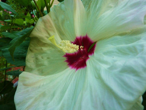 Hibiskus bylinowy (Hibiscus) Old Yella sadzonka 4