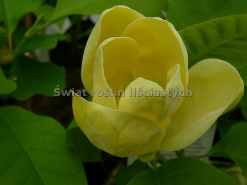 Magnolia Yellow Bird c12 130-150cm 6