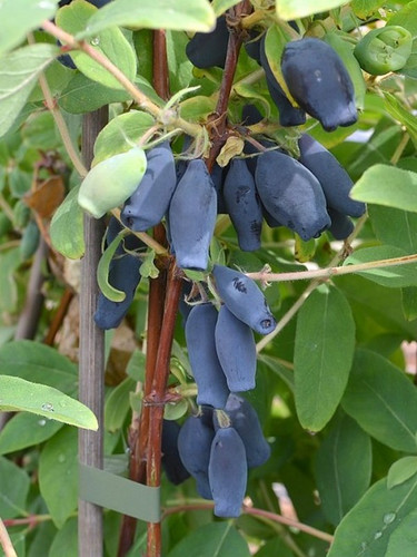 Jagoda kamczacka (Lonicera) Wołoszebnica pyszne jadalne owoce c2 70-80cm 3