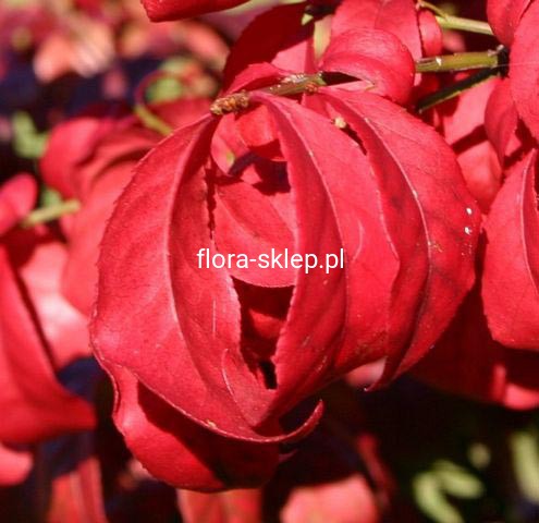 8afa0e30c5c6657fe67d45b288825569