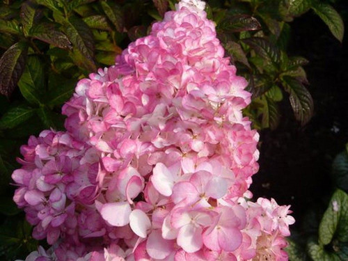 Hortensja bukietowa na pniu (Hydrangea) Vanille Fraise c7,5 120-170cm 3