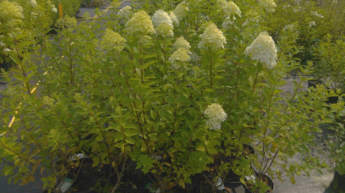 Hortensja bukietowa (Hydrangea) Rastede c3 35-45cm 5
