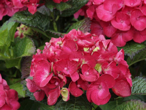 Hortensja ogrodowa (Hydrangea) Hot Red c3 30-45cm 3