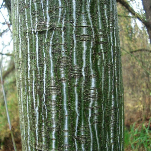 Klon zielonokory (Acer tegmentosum) c3 60-90cm