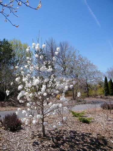Magnolia x loebneri Wildcat c5 50-70cm 4
