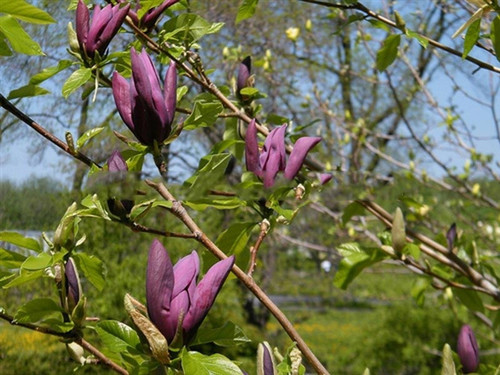 Magnolia denudata Black Beauty c5 60-80cm 1
