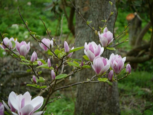 Magnolia Fragrant Cloud c3 50-80cm 3