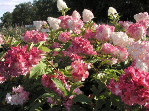 Hortensja bukietowa na pniu (Hydrangea) Vanille Fraise c3 60-90cm 1