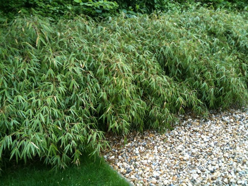 Bambus krzewiasty (Fargesia murielae) c3 40-60cm 2