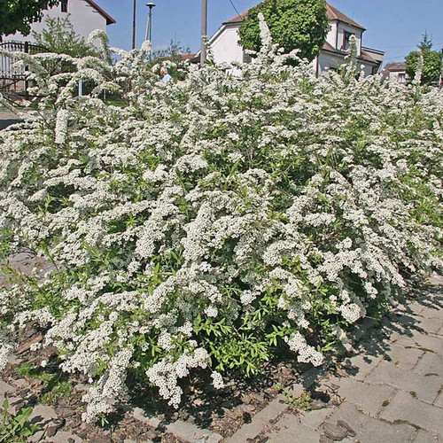 Tawuła szara (Spiraea cinera) Grefsheim 50-70cm sadzonka