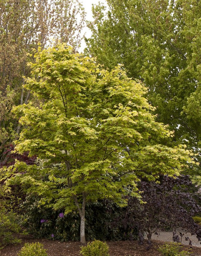 klon palmowy zielony (Acer palmatum) c5 180-200cm 2