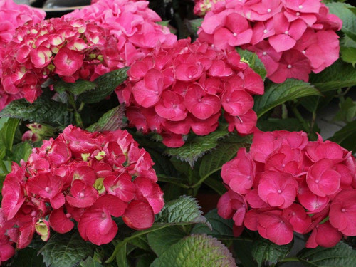 Hortensja ogrodowa (Hydrangea) Hot Red c3 30-45cm 2