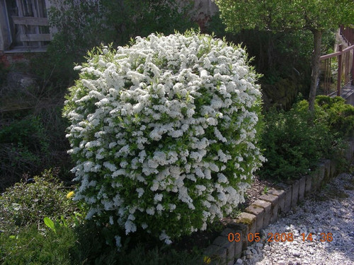Tawuła szara (Spiraea cinera) Grefsheim 50-70cm sadzonka 3