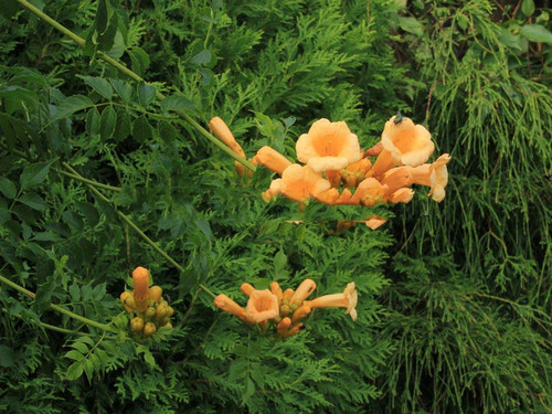 Milin amerykański (Campsis) Flava - roślina pnąca 80-100cm 4