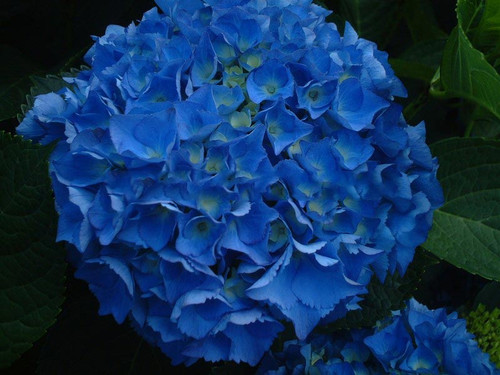 Hortensja ogrodowa (Hydrangea) Nikko Blue c3 20-40cm 8