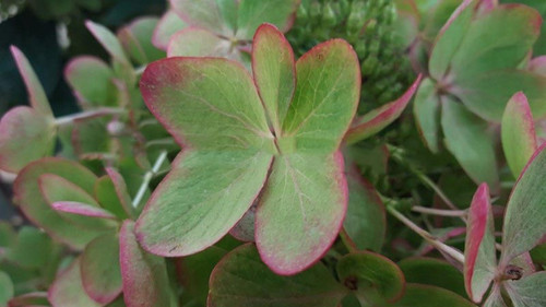 Hortensja bukietowa (Hydrangea) Pastelgreen c1 30-45cm 6