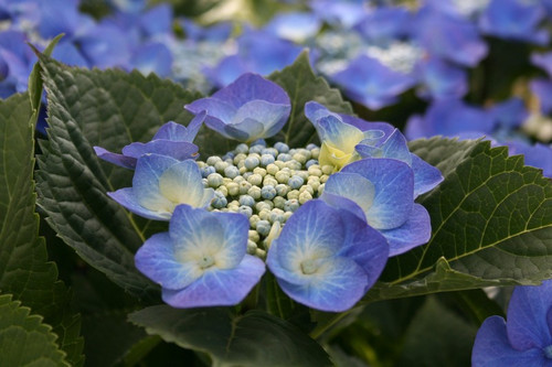 Hortensja ogrodowa (Hydrangea) Blue Sky chabrowa c3 40-60cm 4