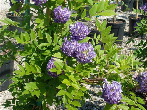 Glicynia amerykańska (Wisteria frutescens) Longwood Purple c2 60-70cm 3