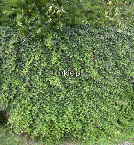 Bluszcz irlandzki (Hedera hibernica)30-40 cm sadzonka 4