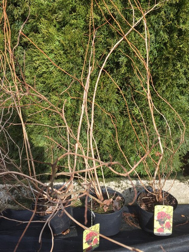 Pęcherznica kalinolistna (Physocarpus opuliofolius) Dart's Gold c2 70-80cm 8