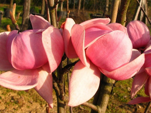 Magnolia Brixton Belle c4 90-100cm 1