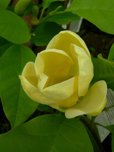 Magnolia Yellow Bird c3 70-90cm 4