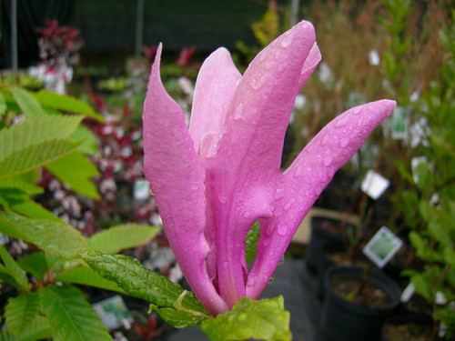Magnolia Susan - kwitnie dwa razy w roku c1 100-120cm 1