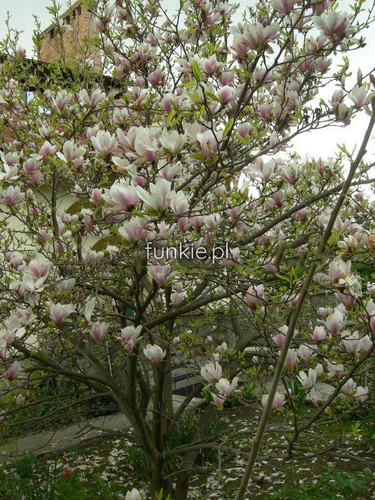 Magnolia pośrednia (Magnolia soulangeana) Alexandrina c3 90-110cm 5