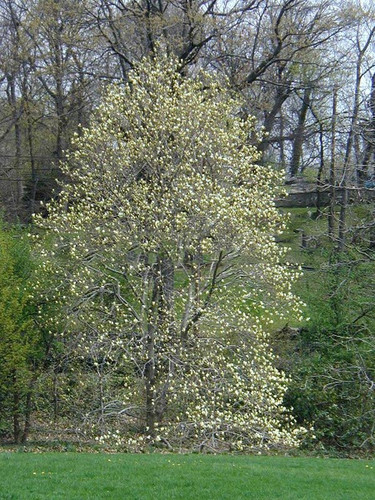 Magnolia Elizabeth - żółty rarytas c5 30-60 cm 6
