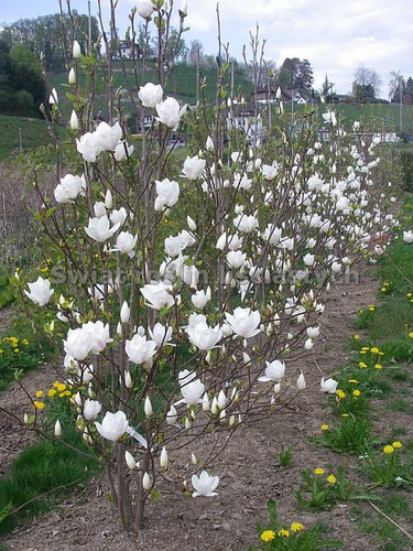 Magnolia pośrednia (Magnolia soulangeana) Alba Superba c12 90-150m 4