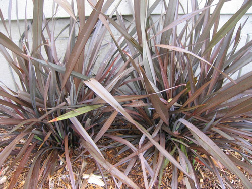 Len nowozelandzki (Phormium tenax) Purpureum sadzonka 6
