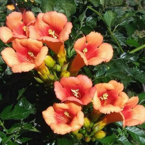 Milin pośredni (Campsis tagliabuana) Indian Summer - roślina pnąca 90-120cm