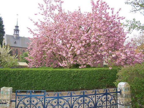 Wiśnia piłkowana (Prunus serrulata)  Kanzan 80-100 cm 7