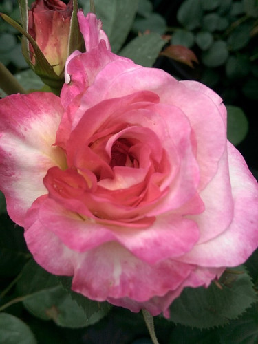 Róża herbaciana wielokwiatowa Gorgeous c4 60-70cm 5