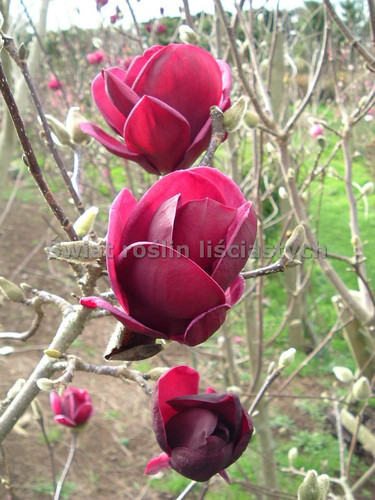 Magnolia Genie- powtarza kwitnienie sadzonka 130-160 cm c3 3