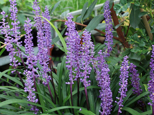 Liriope szafirkowe (Liriope muskari) Royal Purple sadzonka 1