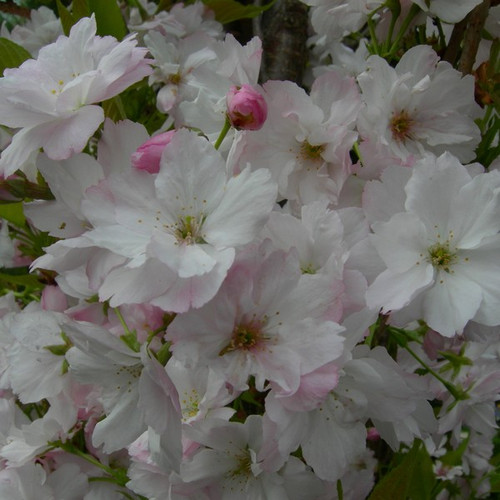 wiśnia piłkowana - Prunus serrulata  Amanogawa 60-70 cm