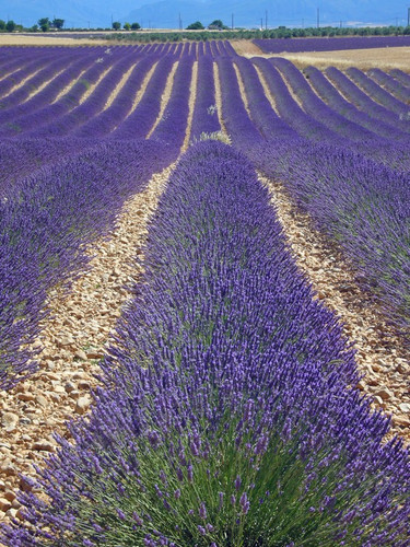 Lawenda wąskolistna (Lavendula angustifolia) Dark Hidcote Blue sadzonka 4