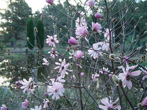 Magnolia gwiaździsta Rosea c5 120-160cm 3