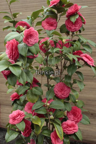 Kamelia japońska (Camellia japonica) Principessa Baciocchi sadzonka 5