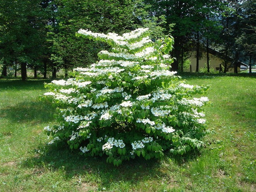 Kalina japońska (Viburnum plicatum) Mariesii c2 60-90cm 5