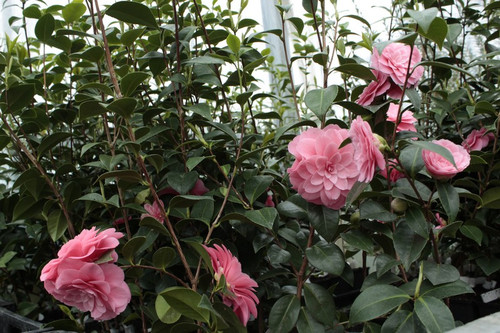 Kamelia japońska (Camellia japonica) Mrs Tingley sadzonka 4