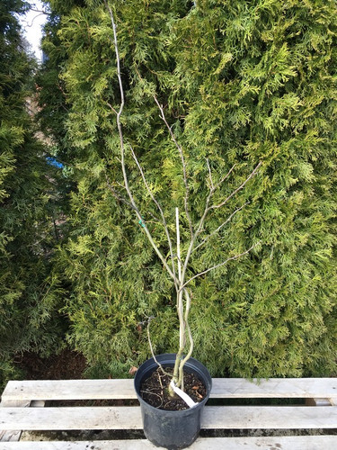 Magnolia Susan - kwitnie dwa razy w roku c5 110cm 4
