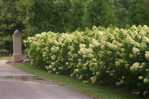 Hortensja bukietowa (Hydrangea) Limelight c3 40-60cm 7